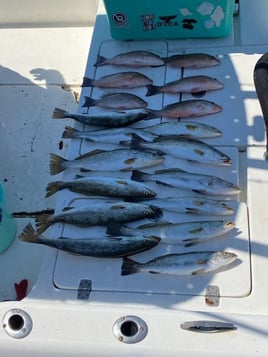 Bottom Fishing - 37' Catamaran