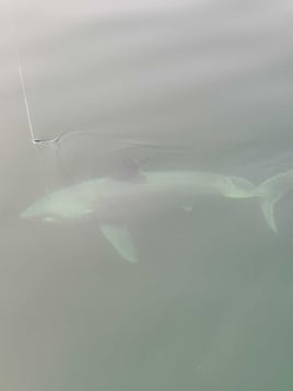 Shark Fishing