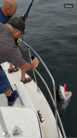 Shark Fishing