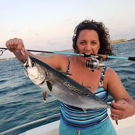 Cape Cod False Albacore & Bonito