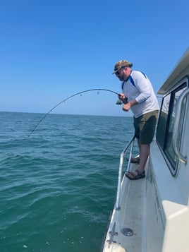 Black Sea Bass