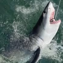 Shark Boss Special