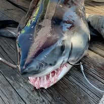Shark Boss Special