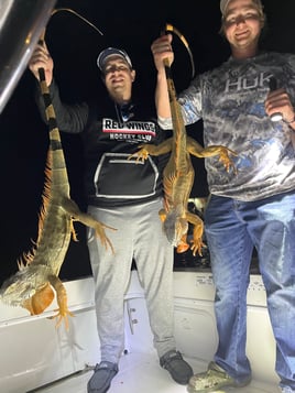 Night Iguana Hunt