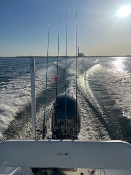 Dolphin and shark cruise