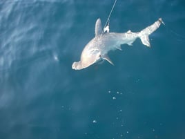 Half Day Shark Trip