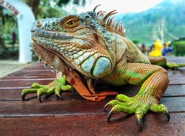 Iguana Hunting Adventure 