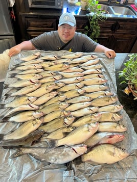 White Bass (catch and release)