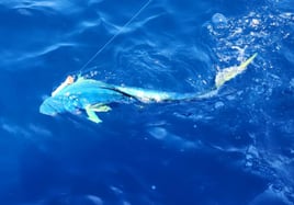 Full Day Offshore 