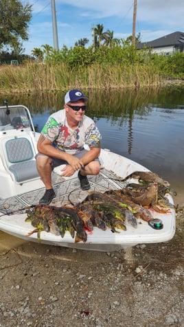 Iguana hunts