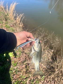 Peacock bass fishing 