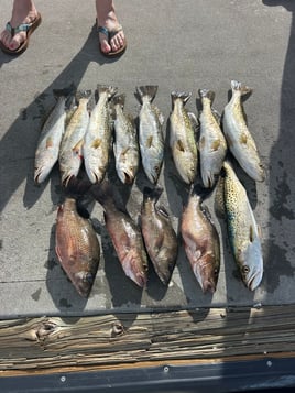 4 To 6 Hour Harbor Fishing TRips