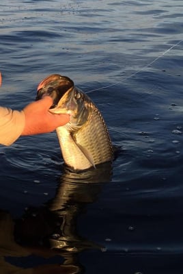 Punta Gorda Fly Fishing Trip