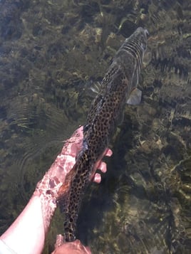 Punta Gorda Fly Fishing Trip