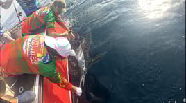 White Marlin - 8 Hour Trip 