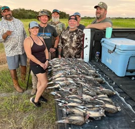Dove Hunts