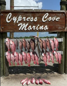 6 Hour Trip – Red Snapper 