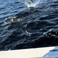 4-6 Hour Trip - Tarpon