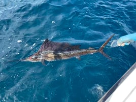 Treasure Coast Offshore