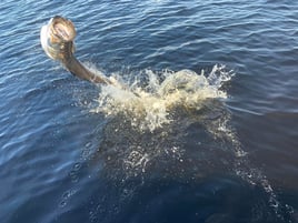 Charlotte Harbor Tarpon Fish