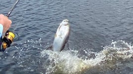 Charlotte Harbor Tarpon Fish