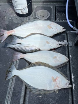 Full Day Inshore
