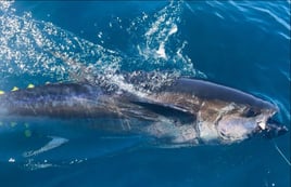 Giant Bluefin Tuna 8 Hour Trip