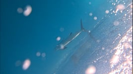 Half day -Friends Family fishing