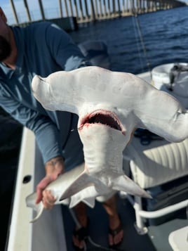 Shark Fishing