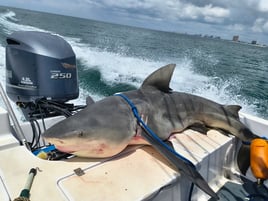 Shark fishing
