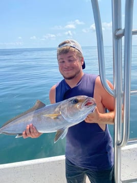 4-8Hr Trip - The Ameracat