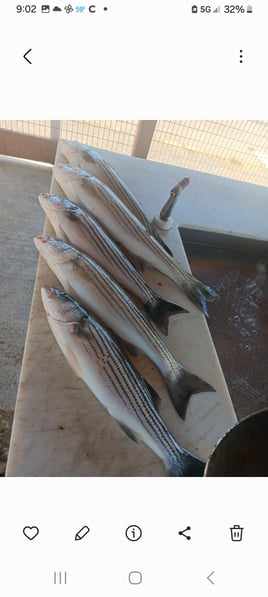 Striped Bass trips