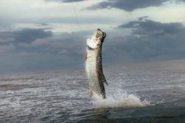 TARPON 2026 - 4hr Trip