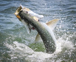 TARPON 2026 - 4hr Trip