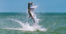 TARPON 2026 - 4hr Trip