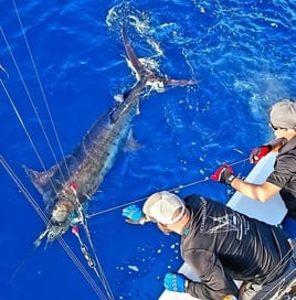 Offshore Fishing Trip