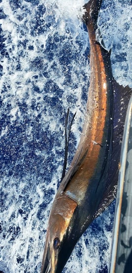 Offshore Fishing Trip