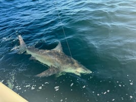 Shark/ Big Game Trip