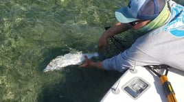 Biscayne Bay/Everglades Trip