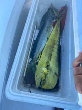 Fishing Nassau Bahamas