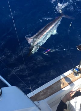 Fishing Nassau Bahamas