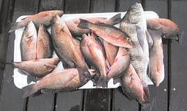 Near shore/Inshore Fishing charter