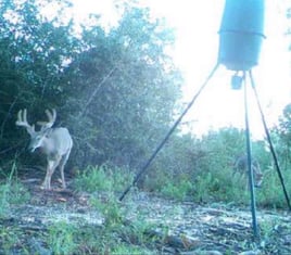 Private Ranch Whitetail Deer hunt 