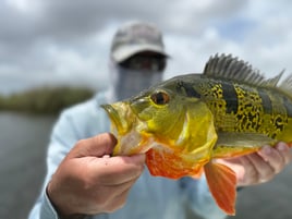 Peacock bass fishing south Florida 