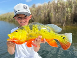 Peacock bass fishing south Florida 