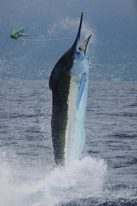 4-10 Hour Offshore Trip