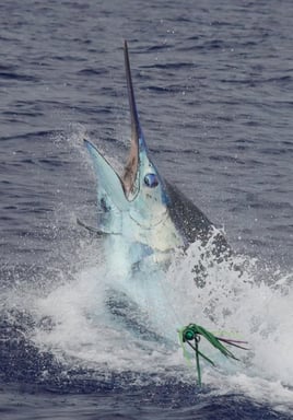 4-10 Hour Offshore Trip