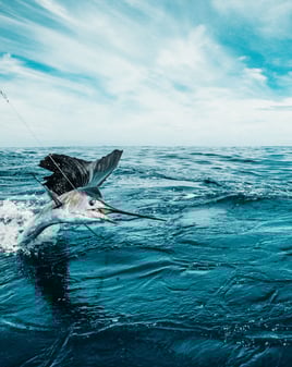 Offshore Trip - Bachata