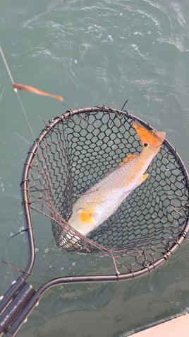 5hr power fishing trip 