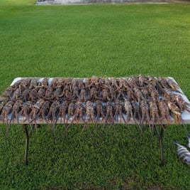 Night Time Lobster Bully Netting
